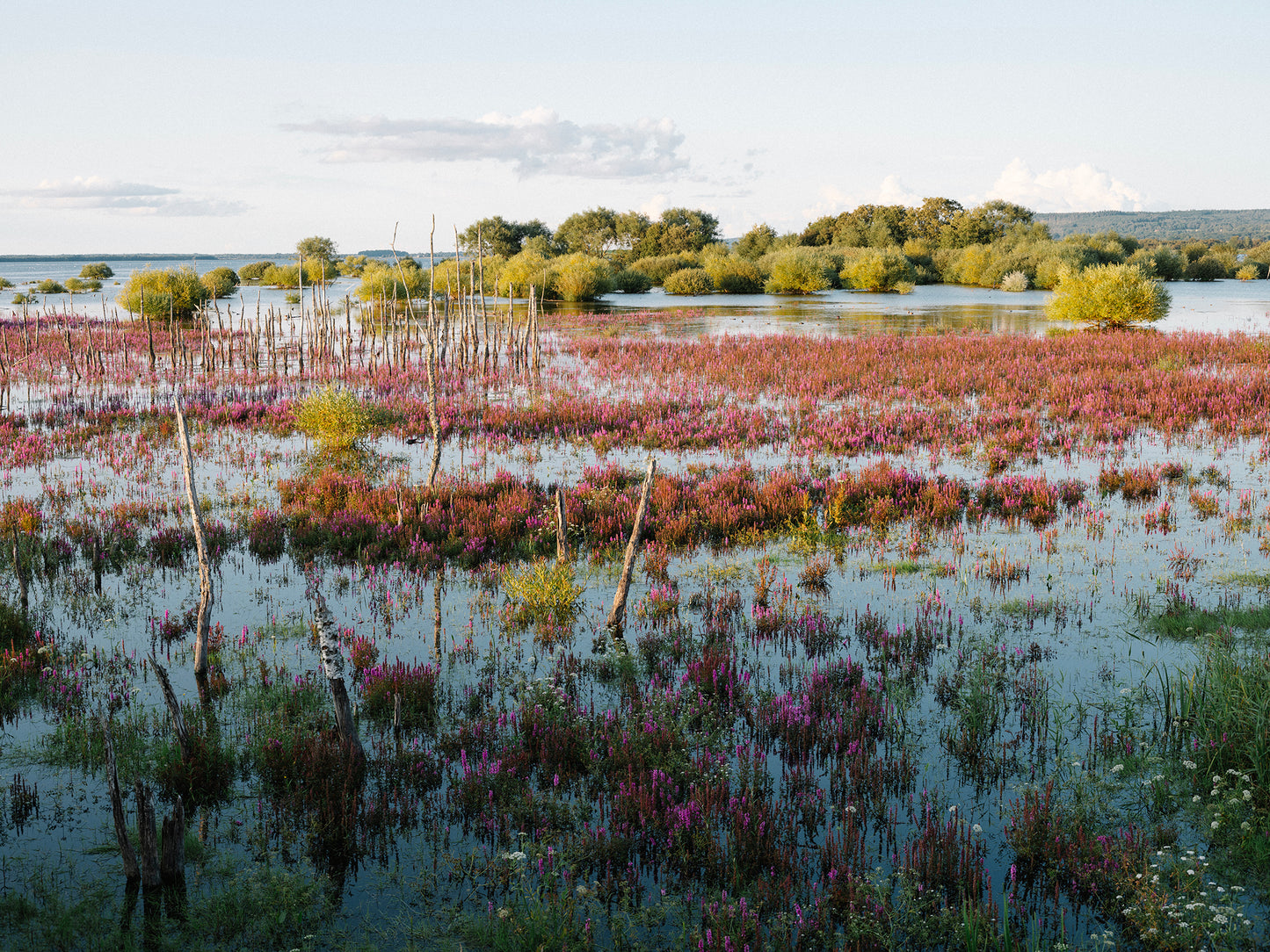 WETLAND: A deep dive into shallow waters "book in Swedish"