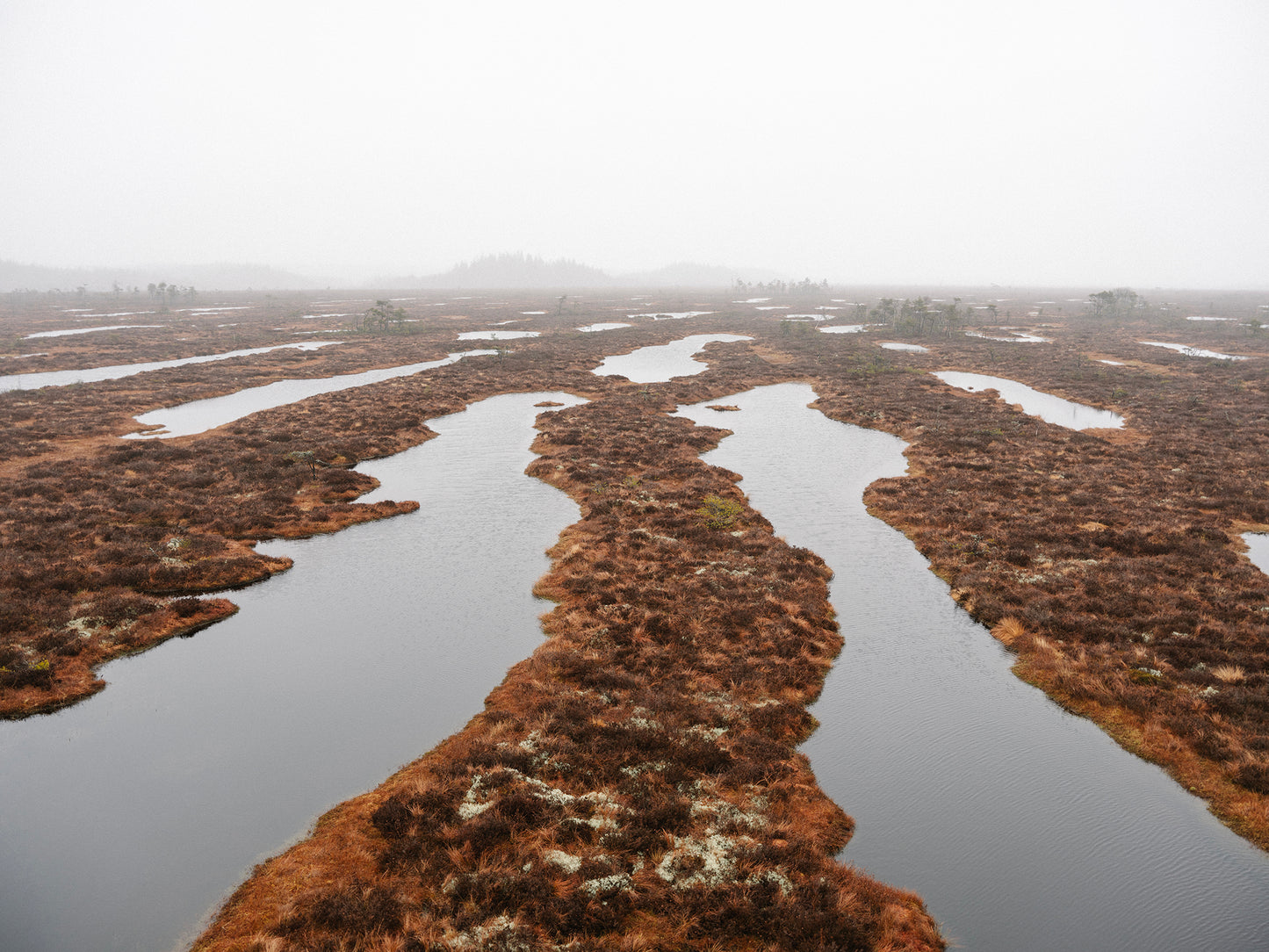 WETLAND: A deep dive into shallow waters "book in Swedish"