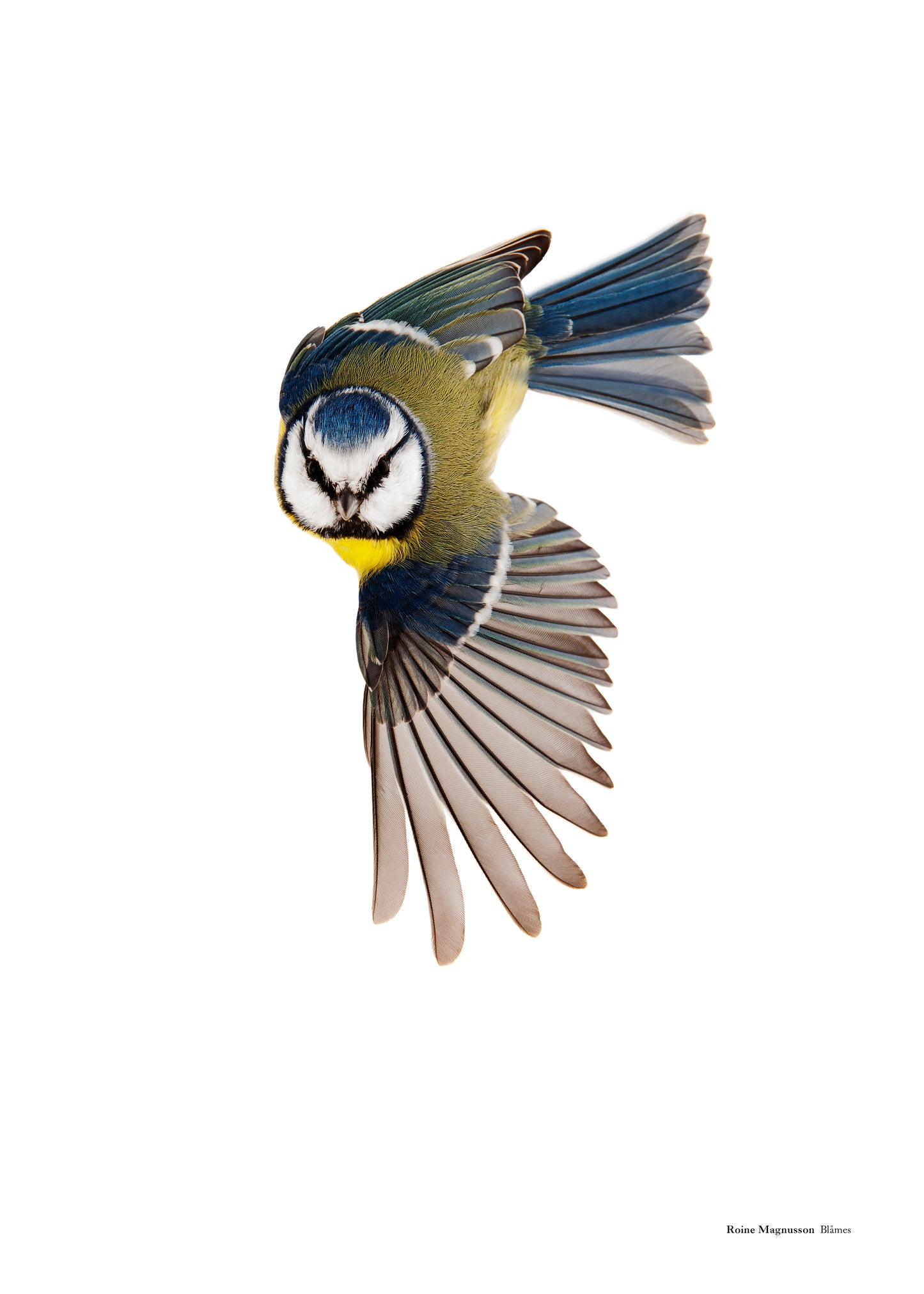 Blue tit