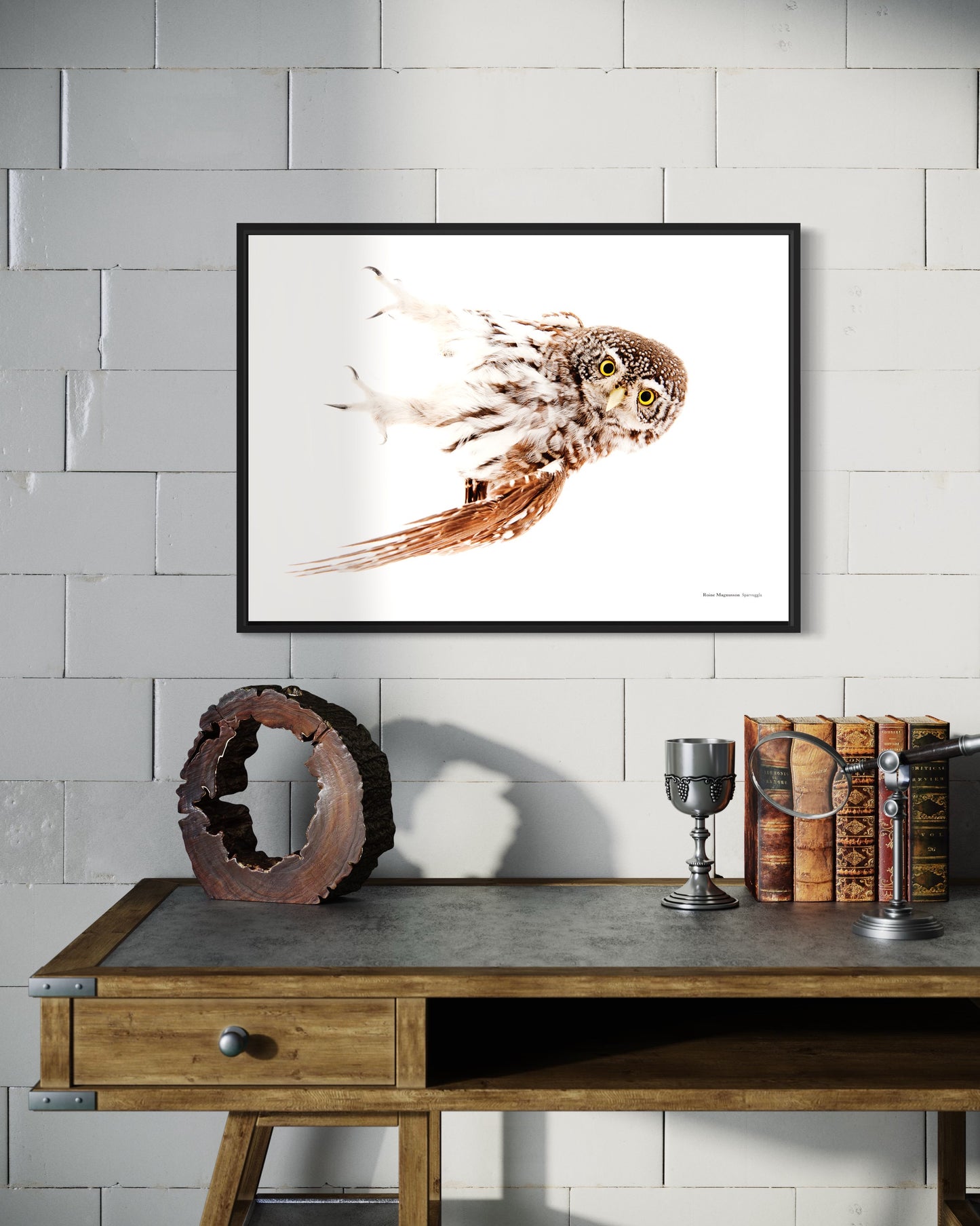 Eurasian pygmy owl
