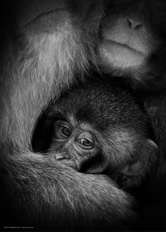 Faces i have met "Japanese macaque"