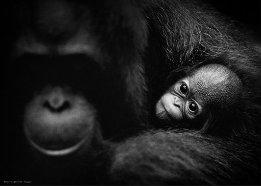 Faces i have met "Orangutan"