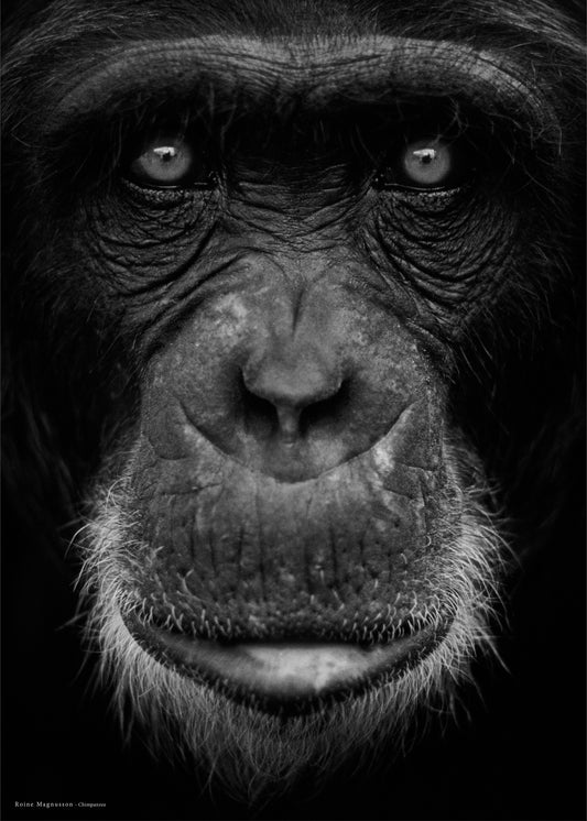 Faces i have met "Chimpanzee"