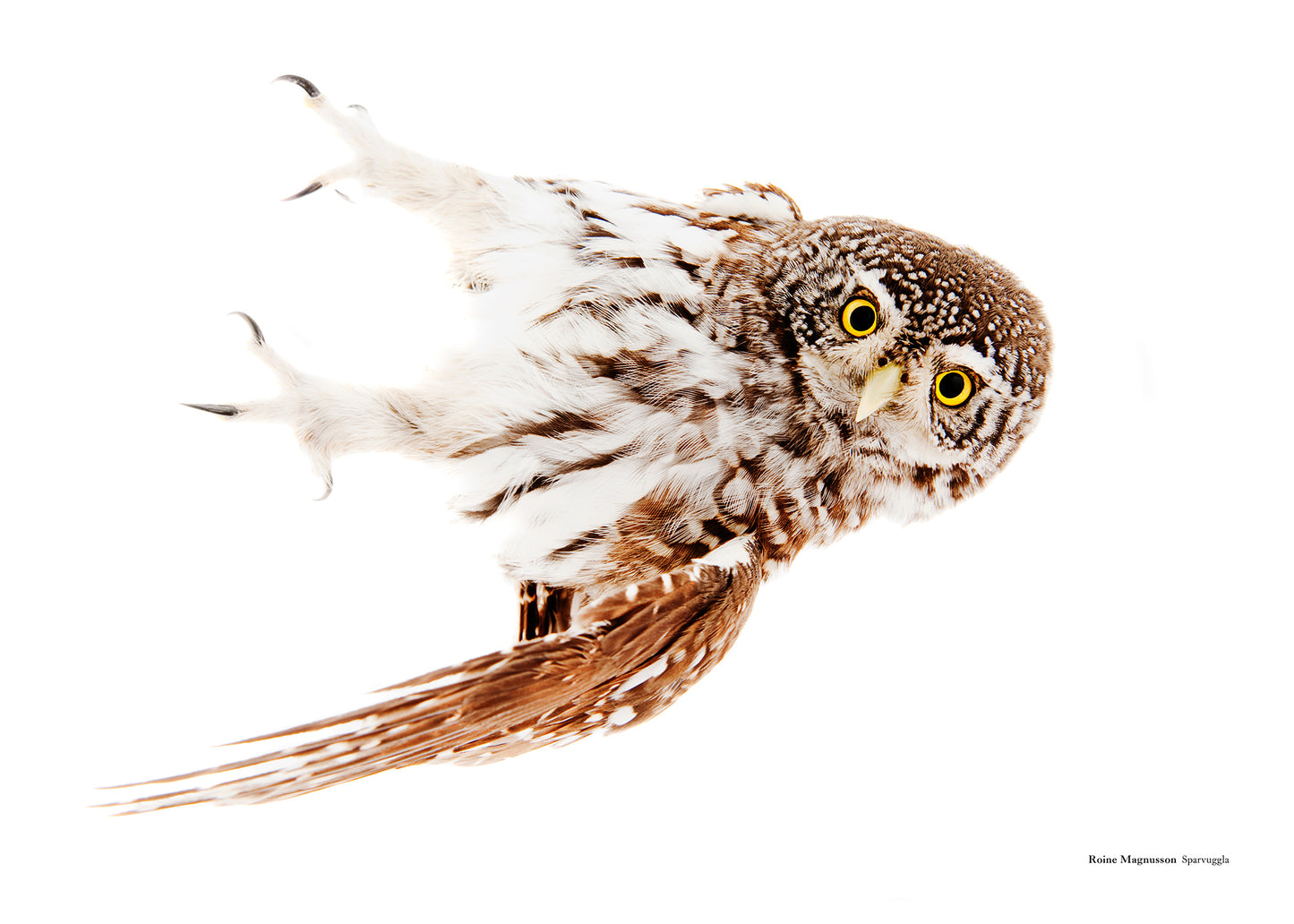 Eurasian pygmy owl