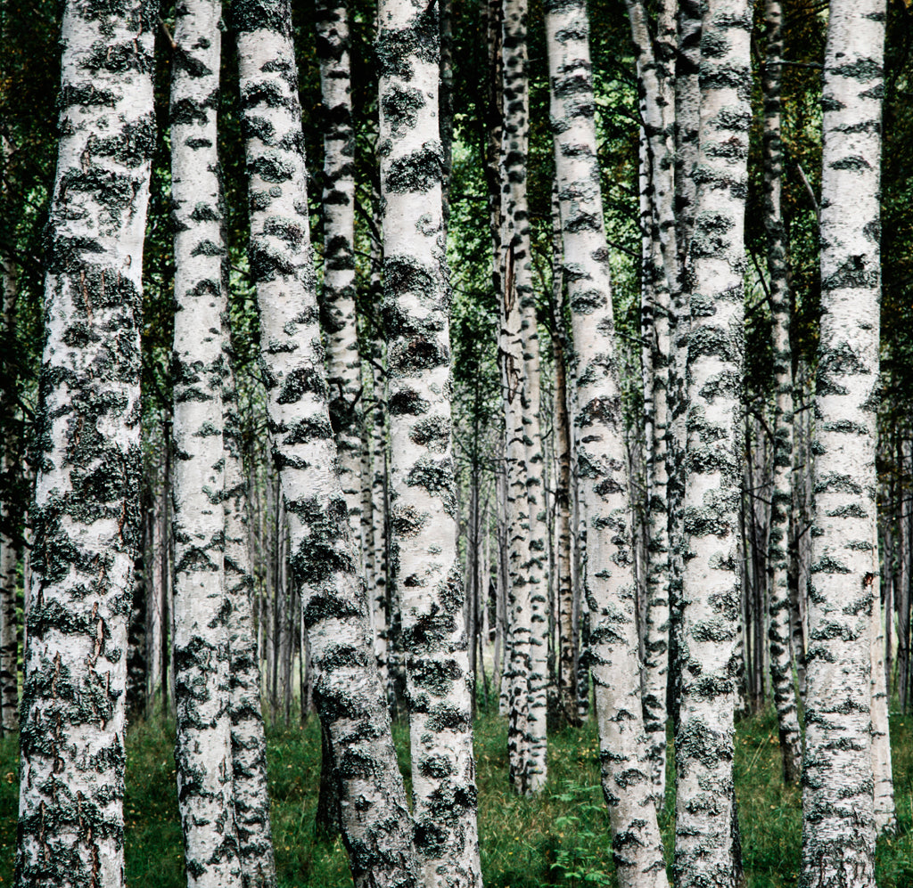 Lugn av naturen - NYTRYCKNING