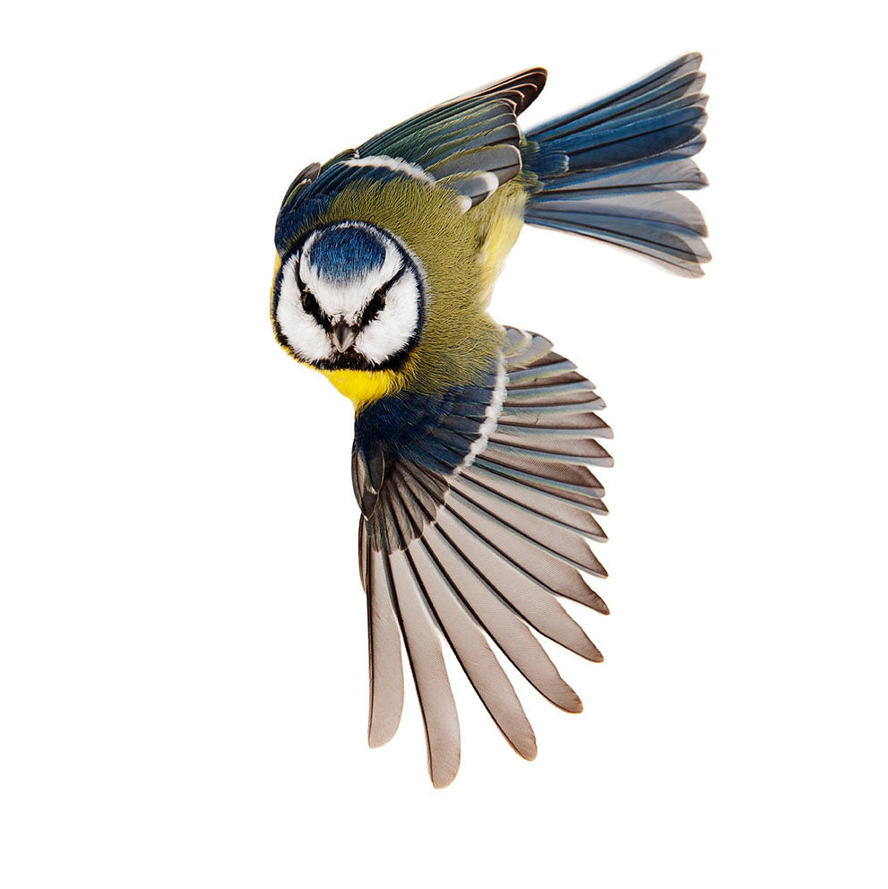 Close birds "book in Swedish"