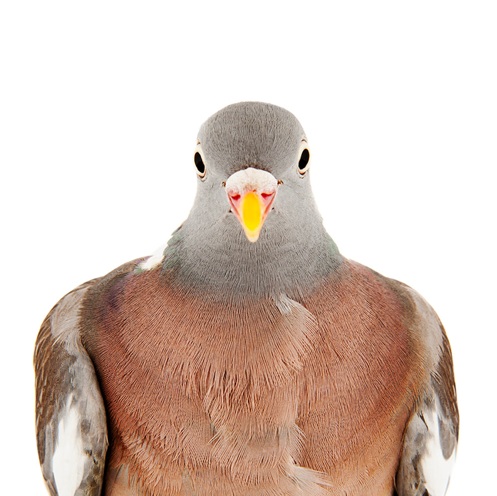 Close birds "book in Swedish"