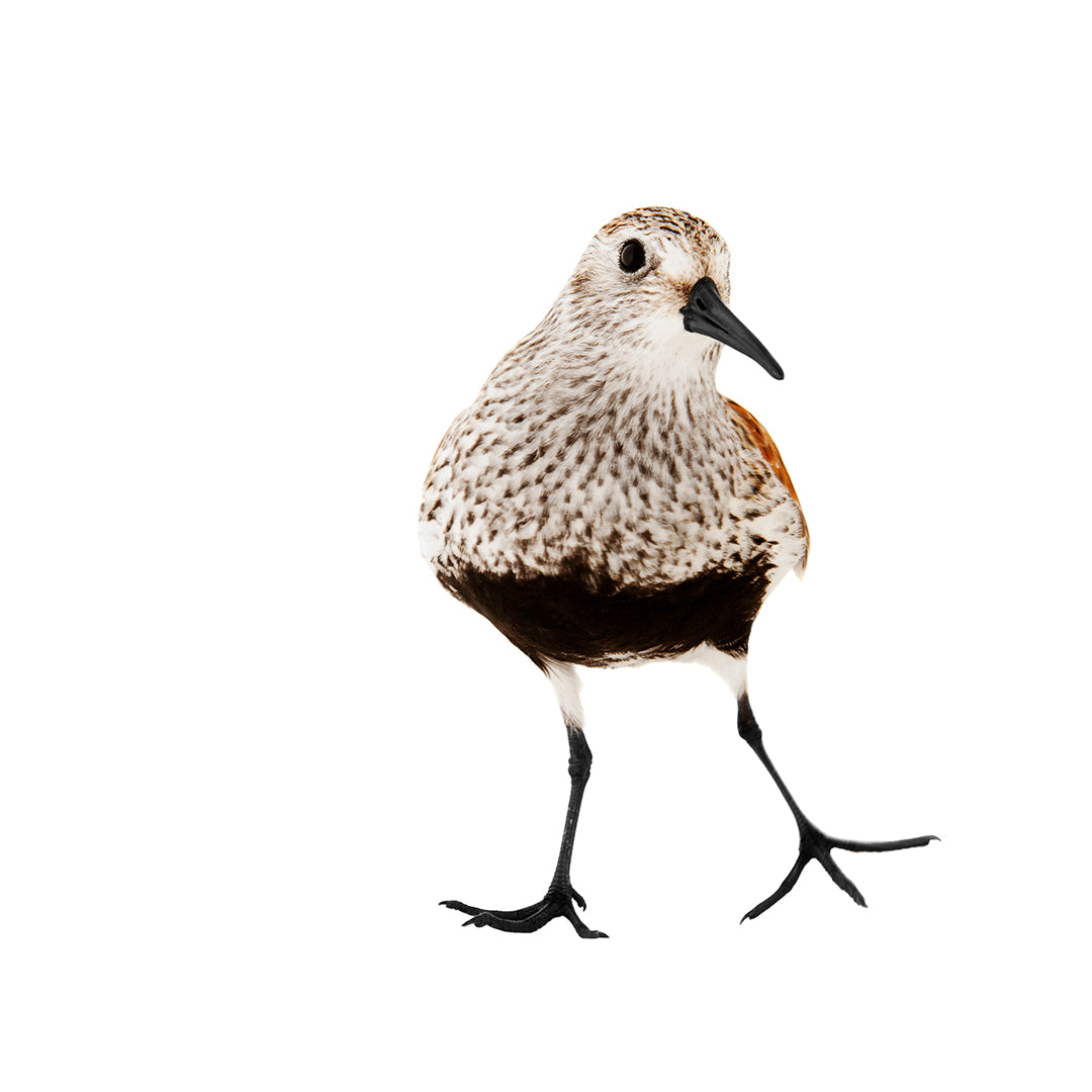 Close birds "book in Swedish"
