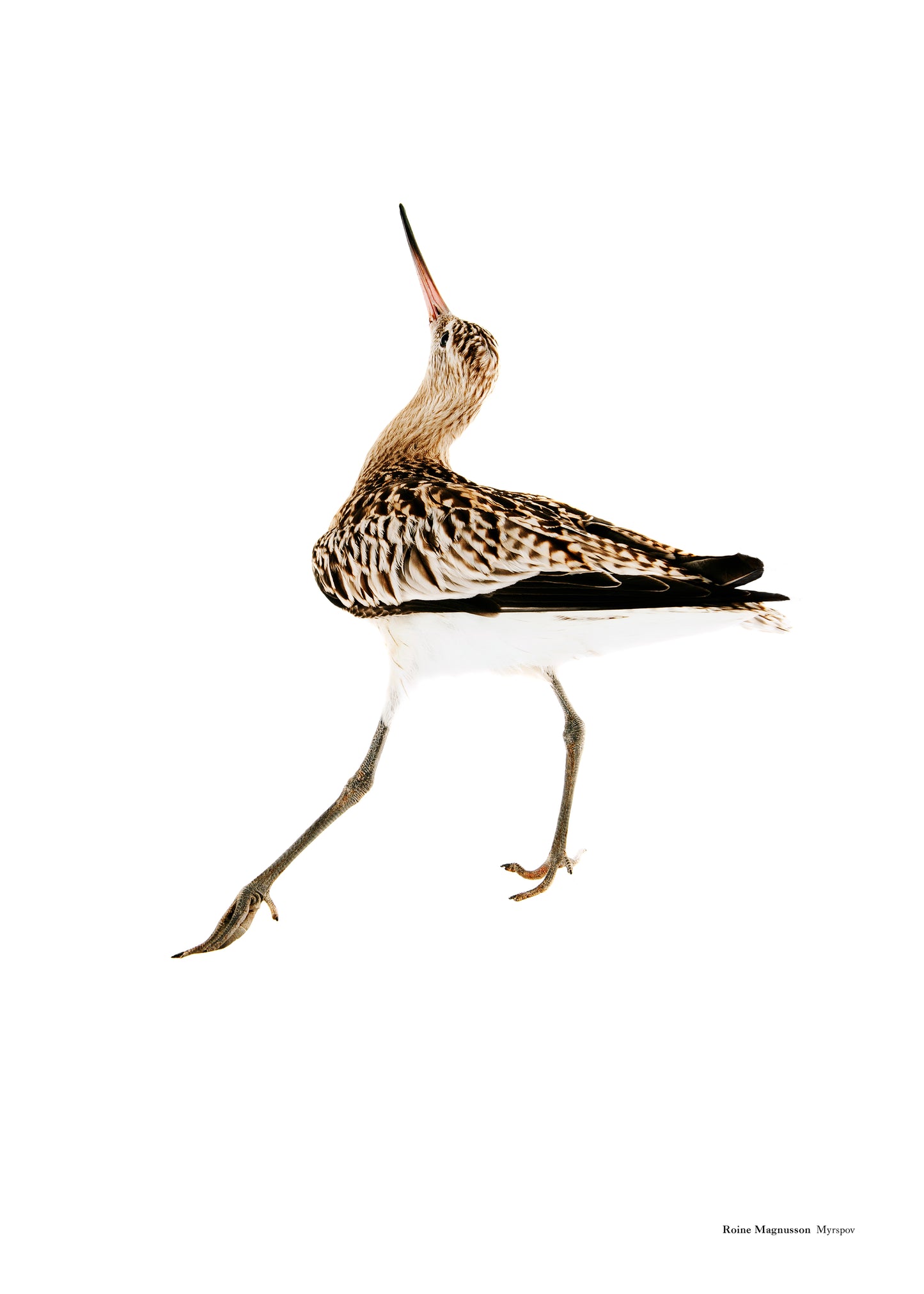 Bar-tailed godwit