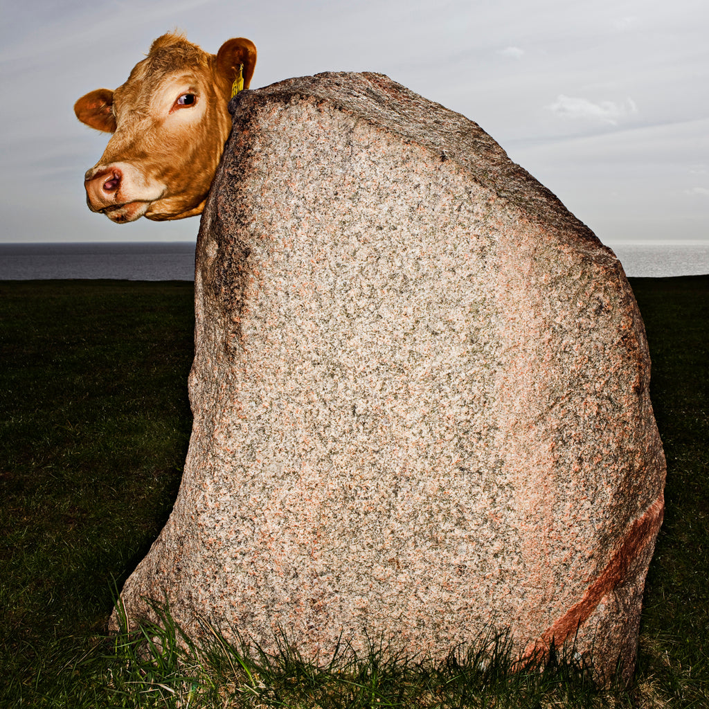 Kor en kärlekshistoria
