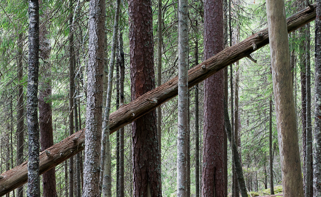 Än lever skogen