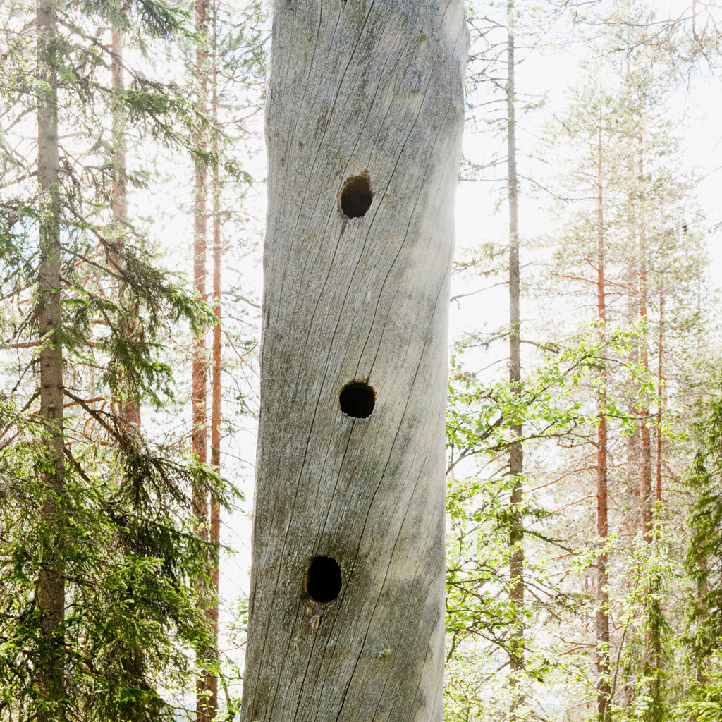Än lever skogen